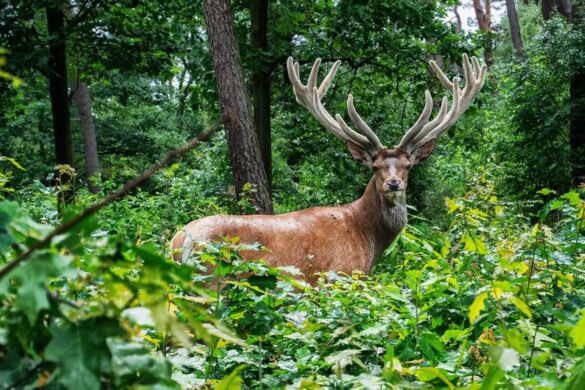 visit-veluwe